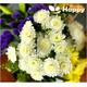 WHITE STARS DWARF - 1000 seeds - Chrysanthemum Tanacetum parthenium - Flower
