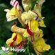 Snapdragon - 1000 seeds Antirrhinum majus