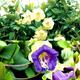 15 seeds - CUP AND SAUCER vine white or blue - Cobaea scandens - Annual climber flower