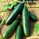 CUCUMBER F1 - OBELIX - 30 SEEDS - American slicer - vegetable seeds