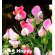 Sweet Pea Dwarf Pink Cupid - 20 seeds - Lathyrus odoratus Hanging Basket Flower