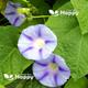 MORNING GLORY FLOWER - Caprice - 30 seeds - Ipomoea purpurea - Early Flowering