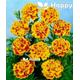 French MARIGOLD - DEL SOL - 300 seeds - Tagetes patula nana - Double Flower