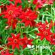 Coreopsis Amulet Red - Coreopsis tinctoria - 500 seeds