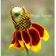 MEXICAN HAT - 400 seeds - Ratibida Columnifera - prairie coneflower - drought tolerant plant