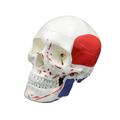 Human Skull Model Life Size Head Skeleton Model for Study Report Number Coded Human Anatomy Skull Mode Study Aid