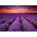 murando Photo Wallpaper Landscape 300x210 cm / 118.1" x 82.7" Non-Woven Premium Art Print Fleece Wall Mural Decoration Poster Picture Design Modern Nature Lavender Field Sunset Provence b-B-0624-a-a