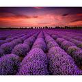 murando Photo Wallpaper Landscape 300x210 cm / 118.1" x 82.7" Non-Woven Premium Art Print Fleece Wall Mural Decoration Poster Picture Design Modern Nature Lavender Field Sunset Provence b-B-0624-a-a