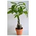 MOWENTA 5 Money Tree Plants Braided into 1 Tree -Pachira-4 Clay Pot for Better Growth Between 10-12 inches Tall