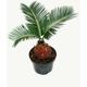 Cycas revoluta - Japanischer Palmfarn mit Knolle - 9cm Topf