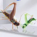 Leurres de pêche à la sauterelle avec insectes appâts artificiels durs simulation de route pêche