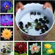 5pcs Water lily bowl lotus seed hydroponics flower watching plant four seasons potted green plant