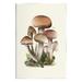 Stupell Industries Brown Woodland Mushrooms Framed Giclee Art Design By Studio Q Wood in Brown/Green | 19 H x 13 W x 0.5 D in | Wayfair