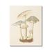 August Grove® Vintage Mushroom Study by Lil' Rue Canvas | 30 H x 24 W x 1.5 D in | Wayfair 8A5F70D04A8B4BA4AD8216EF3B02AB74