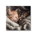 Ebern Designs Cuddling Kittens Portrait by Roozbeh Canvas | 30 H x 30 W x 1.5 D in | Wayfair B277CEE5EAD44CD9B343FC63039E93F5