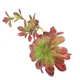 Simulation de plantes succulentes artificielles tiges succulentes artificielles décoration de
