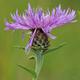 Centaurea nigra