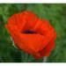 Poppy Flanders 100+ Seeds Stunning Bright Red Flower Great Poppies