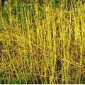 10 x 1-2ft Yellow Dogwood (Cornus Stolonifera 'Flaviramea') Field Grown Hedging Plants Tree Sapling