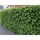 10 x 4-5ft Hazel (Corylus Avellana) Field Grown Bare Root Hedging Plants Tree Whips Saplings