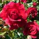 Love Struck - Clusters of Gorgeous Cherry Red Blooms - Floribunda - 4L Potted Rose