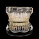 HIP HOP Micro-inlaid 8-Tooth AAA+CZ Fit Gold Color Plated Hip Hop Teeth Grills Caps Top & Bottom