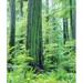 Canada Vancouver Isl Old-growth Douglas Fir by Christopher Talbot Frank (24 x 36)