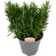 Carbeth Plants Rosemary Bush 14Cm Pot - Ready To Plant In The Garden And Used For Culinary Purposes