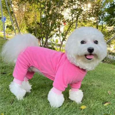 Haustier Herbst und Winter Kleidung hochela tische vierbeinige warme Pyjamas Samt wind dichte Mode Image