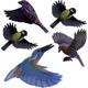 Gardigo Stickers Native Birds Bird window sticker Working principle Deterrent 1 pc(s)