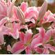 Pink Rare Lily Flower Seeds Planting Lilium Perfume Garden Plant | Code 62