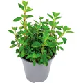 Carbeth Plants Oregano Herb Plant In 14Cm Pot - Oreganos For Culinary Use - Ready To Plant