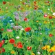 Pegdev - Pdl 1Kg English Meadow Wildflower Seed Mix Colour Boost For Vibrant Gardens & Plant Beds - Attracts Bees And Butterflies