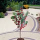 You Garden Duo Fruit Cherry Tree, 2 Varieties Of Cherry On 1 Bare Root Tree, Ideal For Small Gardens Supplied As Bare Root Plants