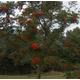 10 x 4-5ft Rowan (Sorbus Acuparia) / Mountain Ash Native Hedge Plants Hedging Bare Root Tree Saplings