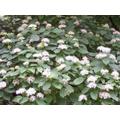 10 x 1-2ft Native Hedging Dogwood (Cornus Sanguinea) Bare Root Hedging Plants Tree Whips