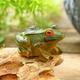 Micro Landscape Simulation Frog Decoration Courtyard Landscaping Accessories Horticultural Bonsai Decoration Handmade Resin Crafts 1PC