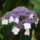 Hydrangea aspera Villosa - Rough Leaved Hydrangea, Plant in 9cm Pot