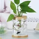 Pots de plantes hydroponiques en verre transparent vase à fleurs rond avec bouchon en bois