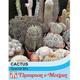 Thompson & Morgan Cactus T&m Special Mix 1 Seed Packet (80 Seeds)