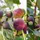 Carbeth Plants Ficus Fig Tree Mix X3 Plants - Varieties Like Brown Turkey - Rouge De Bordeaux