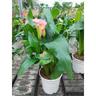 Mediterraneo Garden - Calla