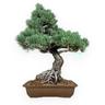 Pino - 57 cm - Pinus Pentaphylla
