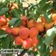 Thompson&morgan - Apricot (Prunus) Flavorcot (Peach Seedling) 1 bare root plant Tree