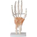 GeRRiT Assembly Educational Model Anatomical Human Hand Joint Model with Ligaments Human Joint Anatomical Model 1:1 Life Size Human Hand Joint Skeleton Model Compatible with