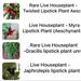 Urban Outfitters Other | Bundle Of 4 Live Houseplant Lipstick Plant Unrooted Cuttings | Color: Green/Red | Size: Os