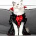 WZHXIN Halloween Pet Clothes Cats Spooky Costumes Cats Dresses Pet Party Vampires Crossdressing Cats Clothes for Cats Weighing 8.82 to 16.53 Pound Room Decor on Clearance