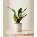 Bloomscape Mini Sanseveria Plant With Pot - White