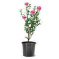 American Plant Exchange Live Flowering Hibiscus Althea Tree, Assorted Colors, 3-Gallon Pot in Black | 12 H x 10 D in | Wayfair HIBISALTHEARED03