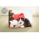 Tuxedo Cat Christmas Card, Greeting Cards, Greetings, Christmas, Lovers, Crazy Lady, Paper & Party Supply